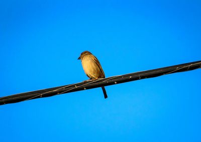 Low angle view of bird perching against clear blue sky