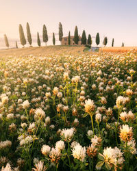 Scenic view of flowering plants on field against sky