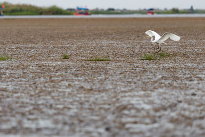 Seagull flying over a land