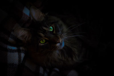 Close-up portrait of cat at night