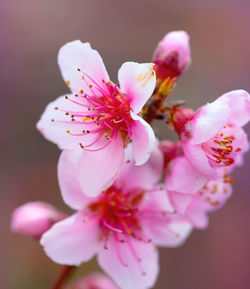 Close-up of pink cherry blossom