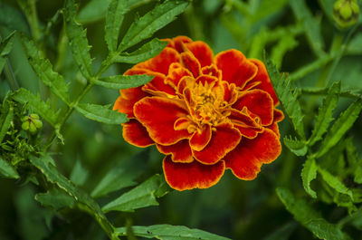 Close-up of red flowering plant