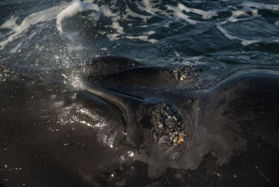 View of fish swimming in sea