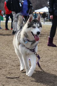 Low section of dogs standing outdoors