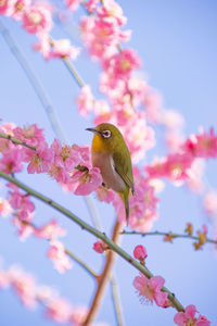 Low angle view of bird perching on tree