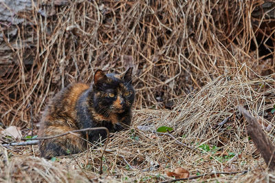 Feral cat in winter time just before christmas