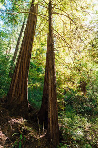 Trees in forest