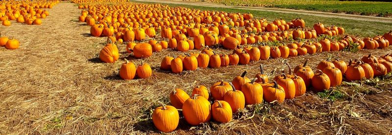 Panoramic view of pumpkins arranged on field