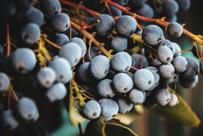 Close-up of grapes