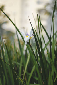 Close-up of white flowering plant on field