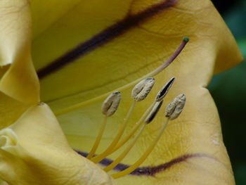 Close-up of yellow flowering plant
