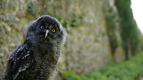 Close-up portrait of owl