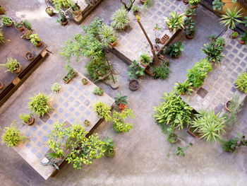 High angle view of potted plants on tiled floor