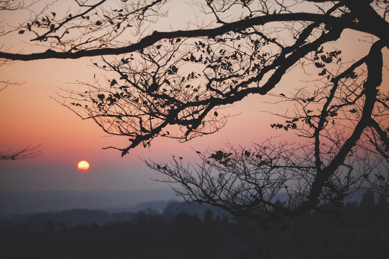 sunset, beauty in nature, sun, tree, bare tree, branch, nature, scenics, silhouette, tranquil scene, moon, sky, tranquility, no people, outdoors, landscape, low angle view, astronomy, day