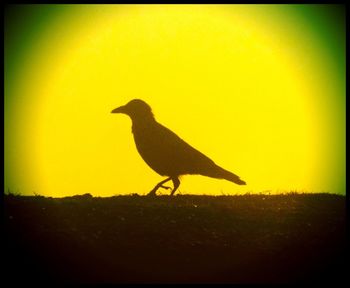 Silhouette of bird at sunset