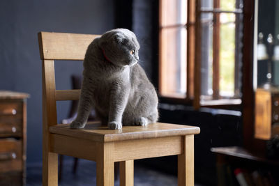 Cat sitting on table at home