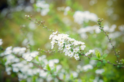 Close-up of white flowering plant