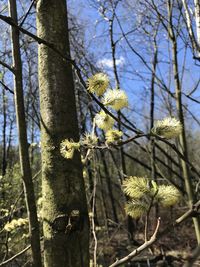 Close-up of yellow flowering plant against trees