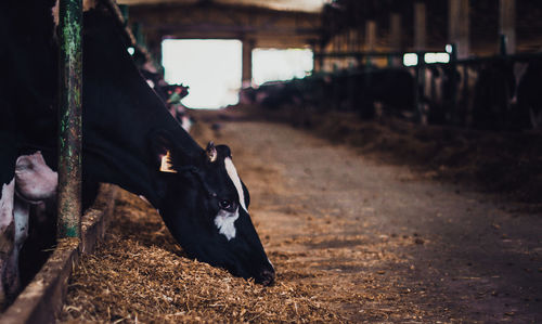 Cow feeding at farm