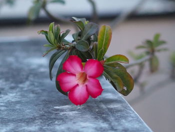 Close-up of pink flowering plant