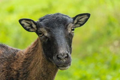 Close-up portrait of a horse on field