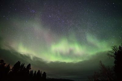 Low angle view of trees against sky at night