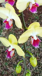 Close-up of yellow flowers blooming outdoors