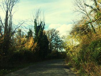 Road amidst trees against sky