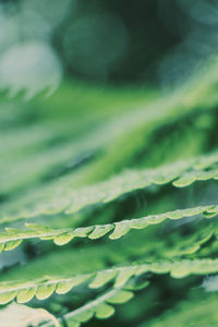 Close-up of fresh green leaf in water