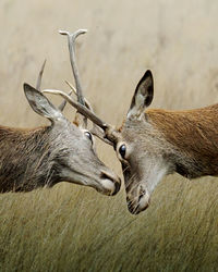 Close-up of deer on field