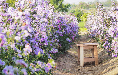Close-up of purple flowering plants on field