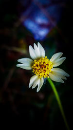 Close-up of white flower