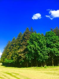 Trees on field against blue sky