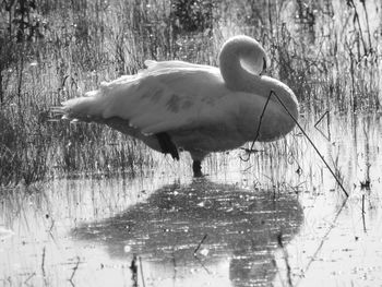 Close-up of bird in lake