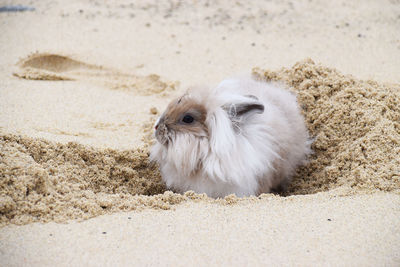 View of white animal on beach