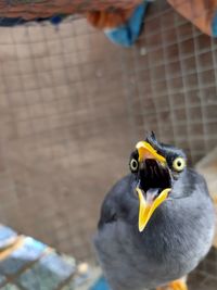 Close-up of a bird on hand