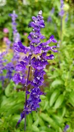 Close-up of purple flowers blooming outdoors