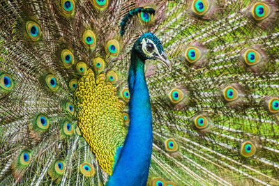 Close-up of peacock