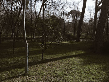 Trees against sky