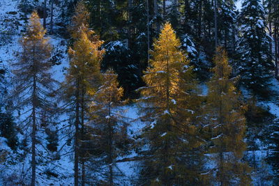 Larch trees in forest