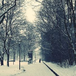 Bare trees on snow covered field