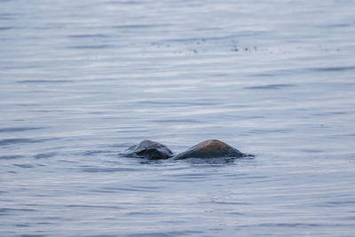 High angle view of turtle in sea