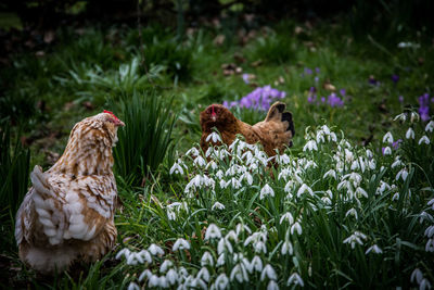 Hens by snowdrops blooming on field