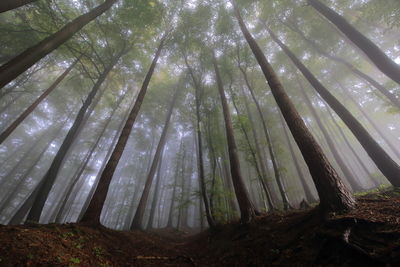 Low angle view of trees in forest in foggy weather