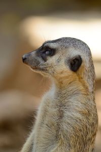 Side view close-up of meerkat