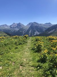 Scenic view of landscape against clear blue sky