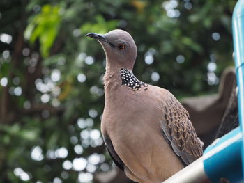 Close-up of bird perching on tree