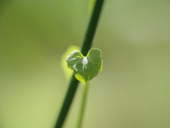 Close-up of flower bud