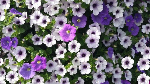 Directly above shot of fresh flowers blooming at garden