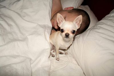 High angle portrait of chihuahua sitting by mid adult man sleeping on bed at home